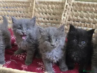 Maine Coon cats Maine Coon Kitten Reservation - Advert 1