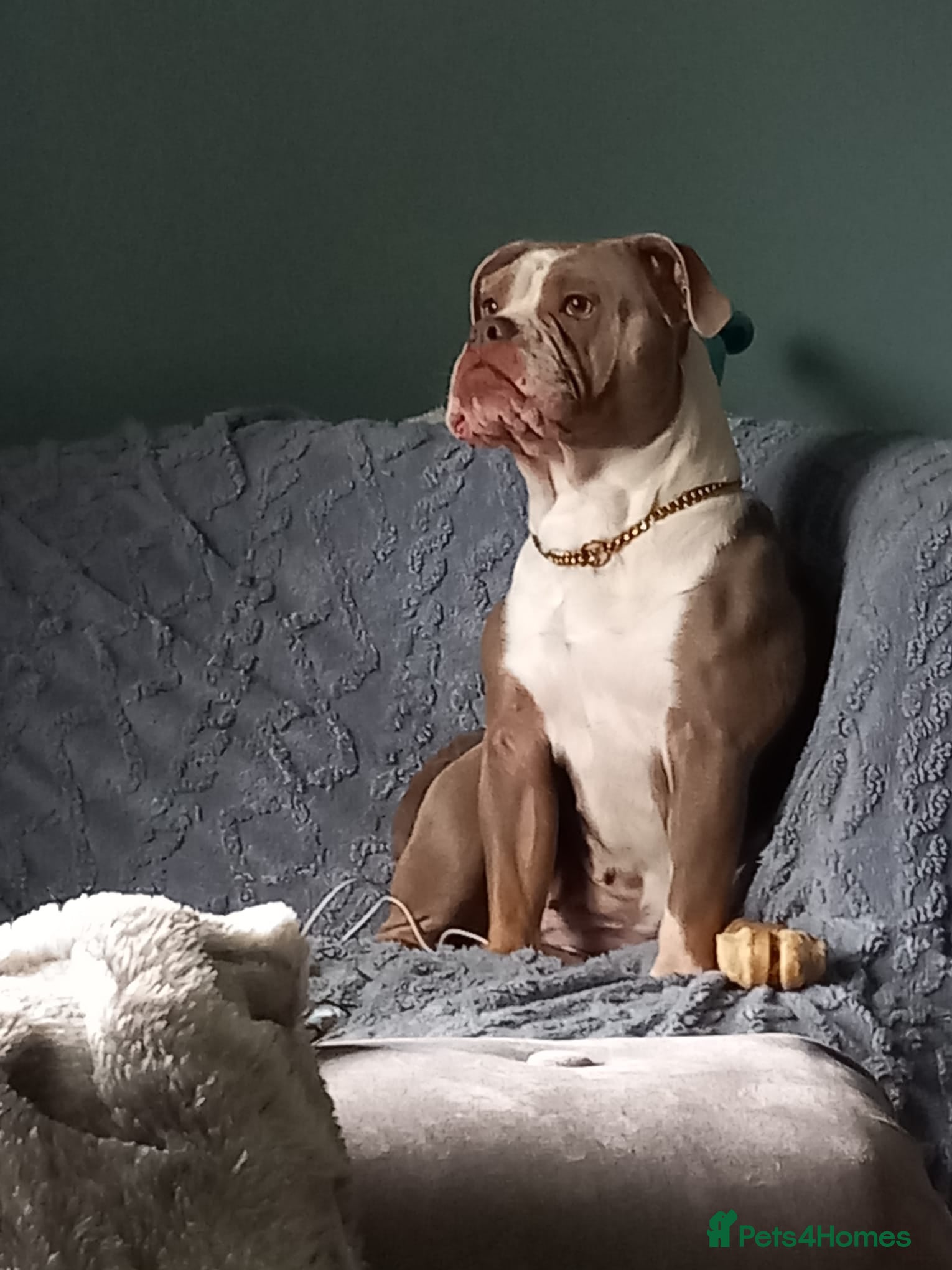 Old Tyme Bulldog dogs 10 beautiful old tyme English bulldog puppies  - Advert 1