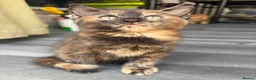 Mixed Breed cats for sale: Adorable Kittens Looking for Loving Homes!  - Advert 8