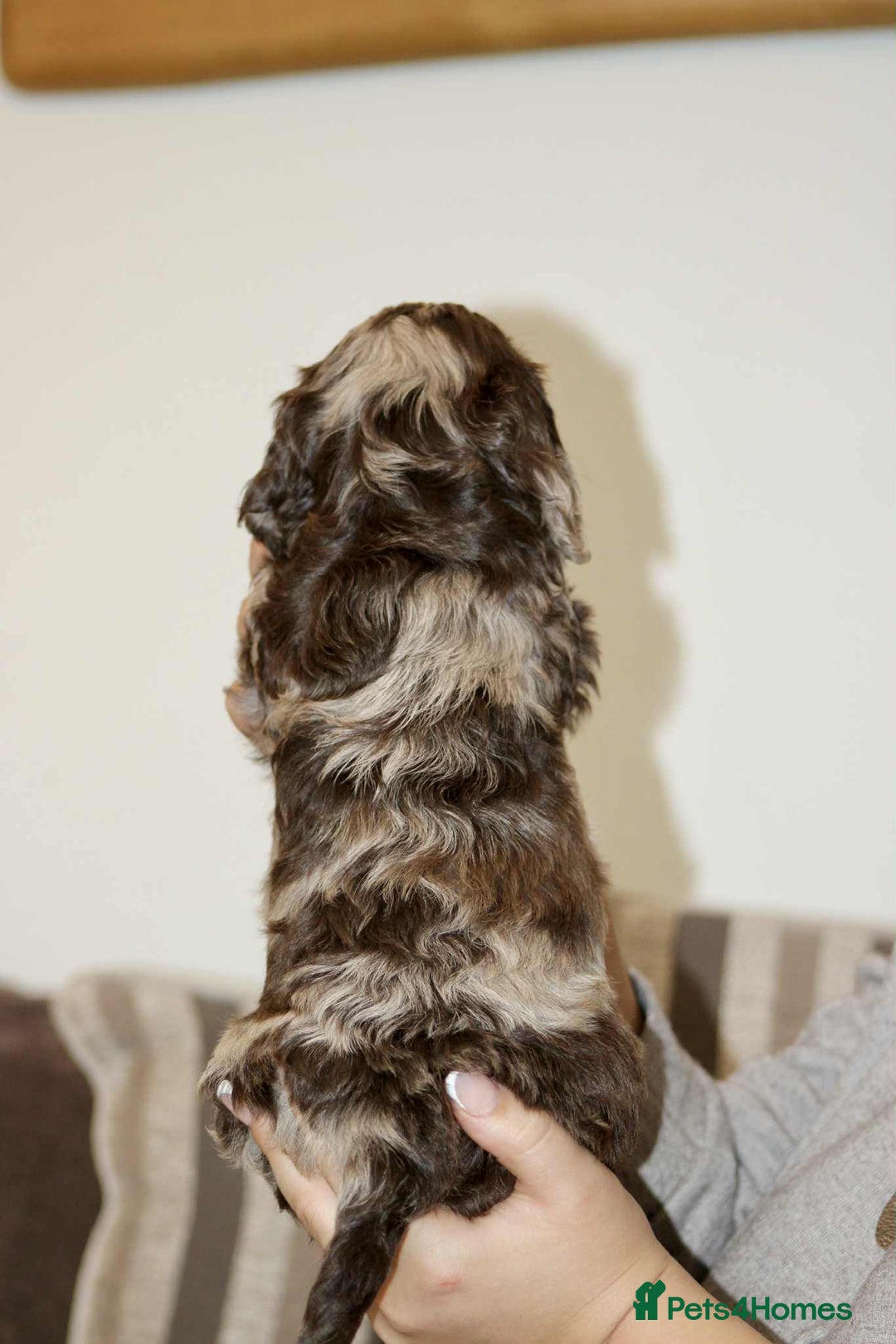 Cockapoo dogs for sale: Adorable Cockerpoo puppies F1B - Image 18