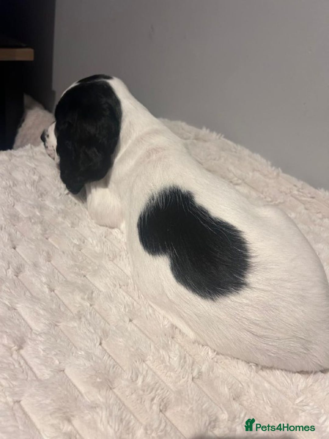 Sprocker dogs for sale: Sprocker Puppies For Sale - Advert 4