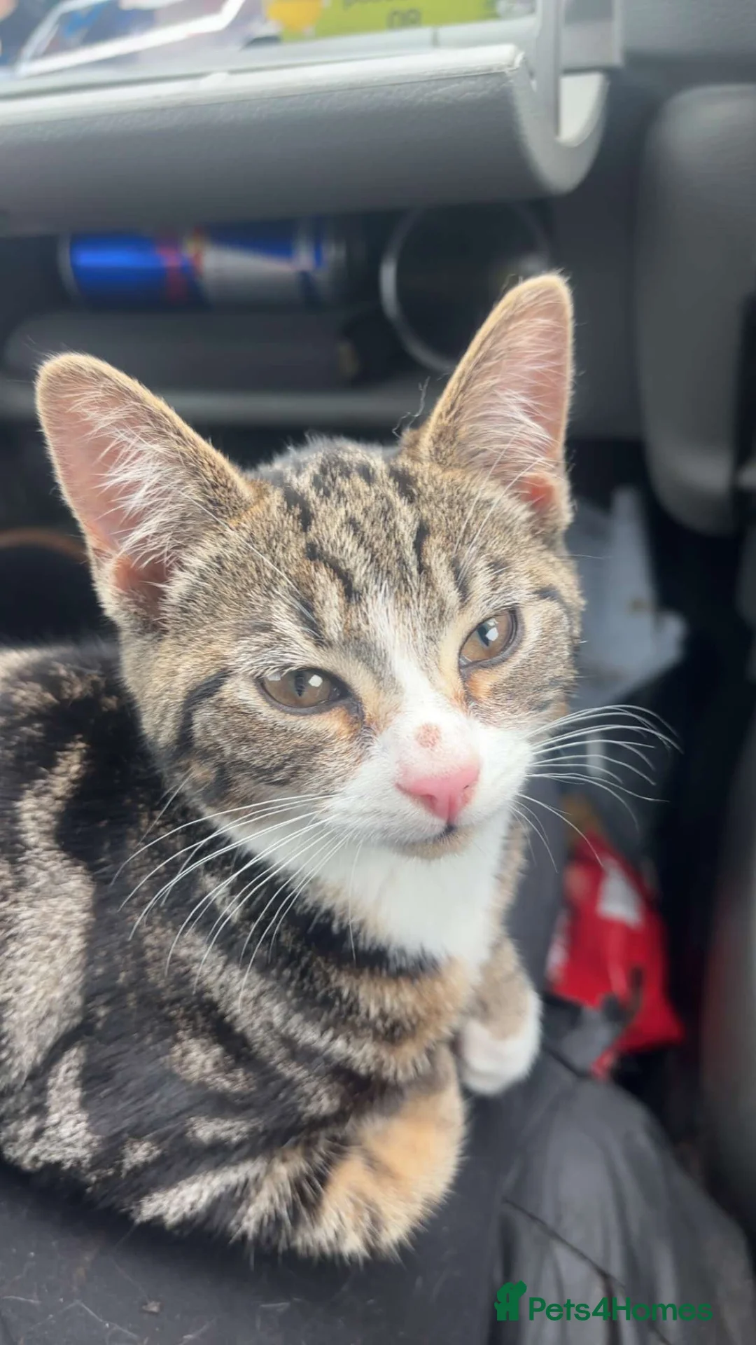 Mixed Breed cats for sale: Lovely tabby male  - Advert 1