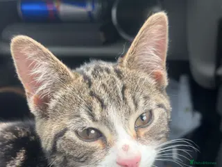 Mixed Breed cats Lovely tabby male - Advert 4