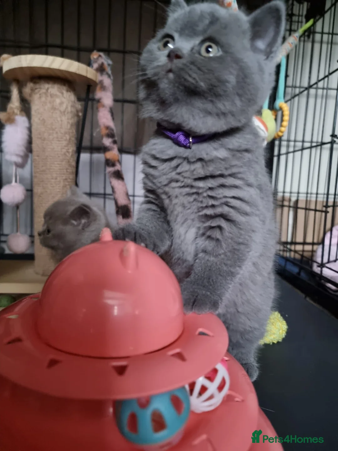 British Shorthair cats for sale: Lilac Blue Female British Shorthair GCCF Pedigree - Advert 21