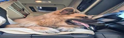 German Shepherd dogs for sale: Beau....German Shepherd  - Advert 4