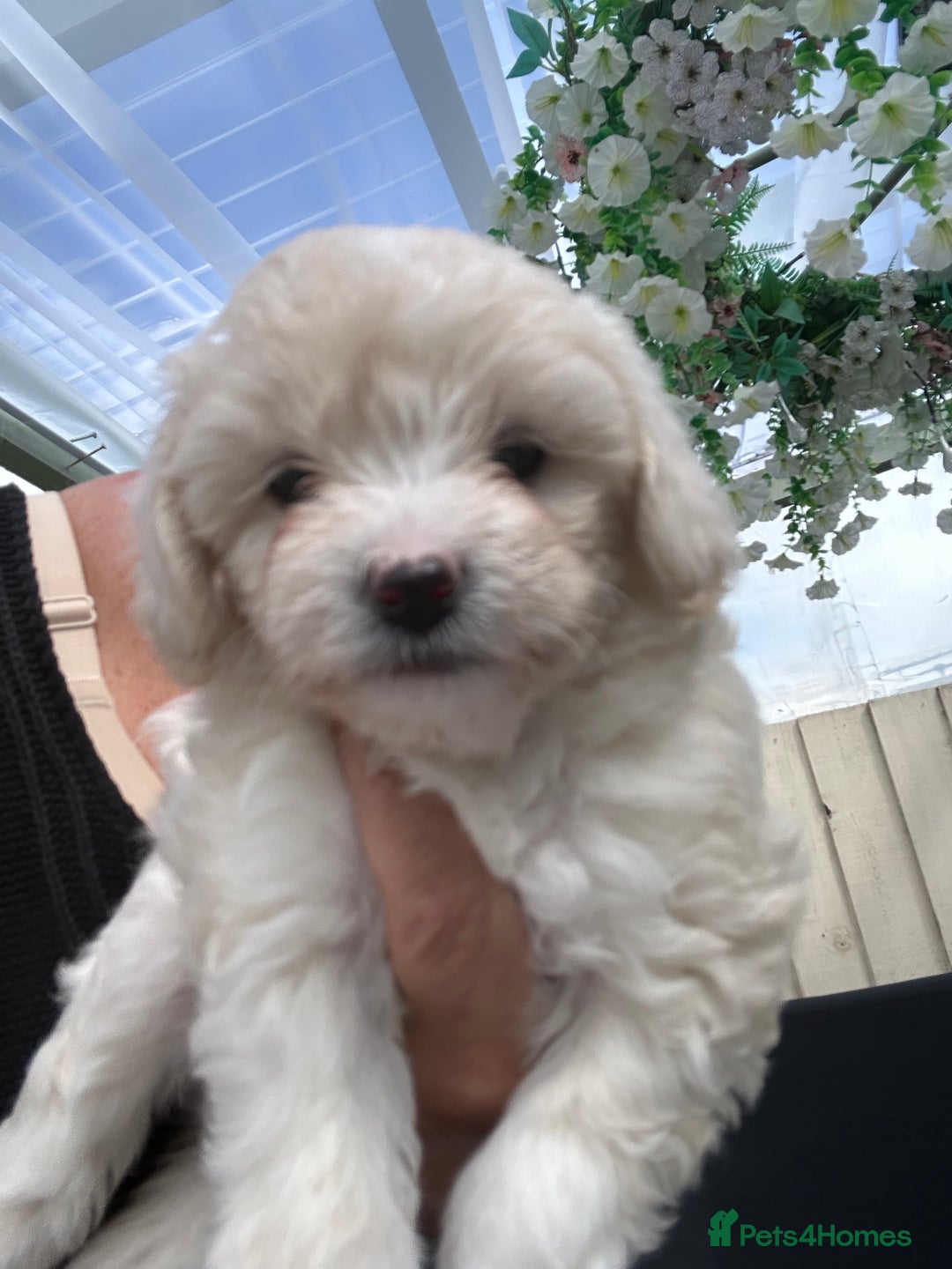Poochon dogs for sale: F1 poochon puppies   - Image 2