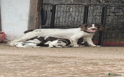 English Springer Spaniel dogs for sale: KC Working English Springer Spaniel puppies  - Image 6