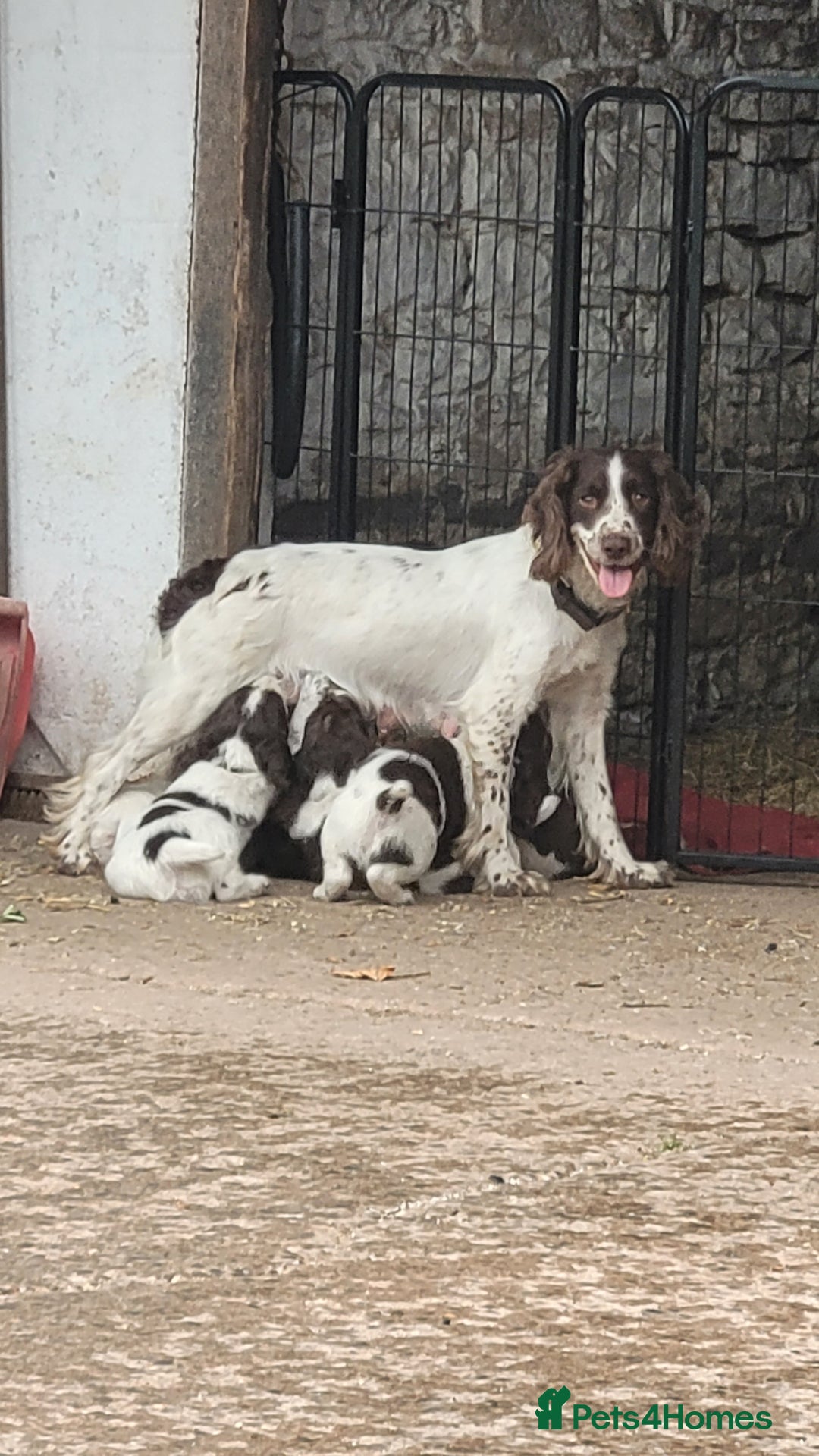 English Springer Spaniel dogs for sale: KC Working English Springer Spaniel puppies  - Image 6