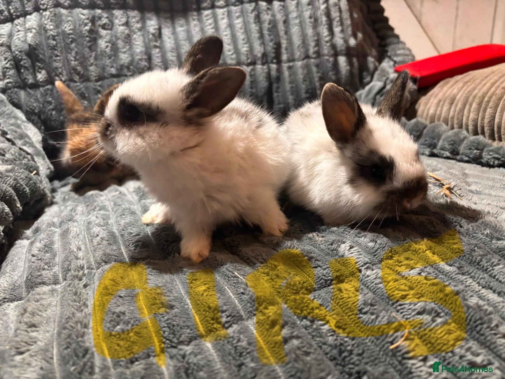 French Lop rabbits French lop x English spot  - Advert 17