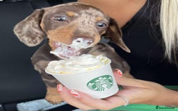 Miniature Dachshund dogs for sale: Lovely Miniature Dachshund Puppy - Image 3