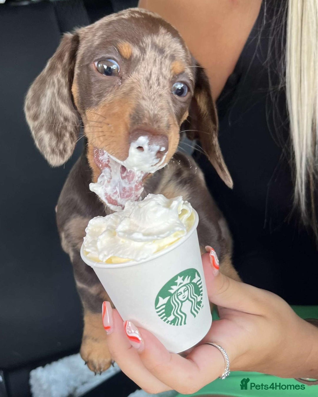 Miniature Dachshund dogs for sale: Lovely Miniature Dachshund Puppy - Image 3