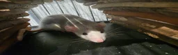 Rat rodents for sale: Female rats  in Huntingdon - Advert 2