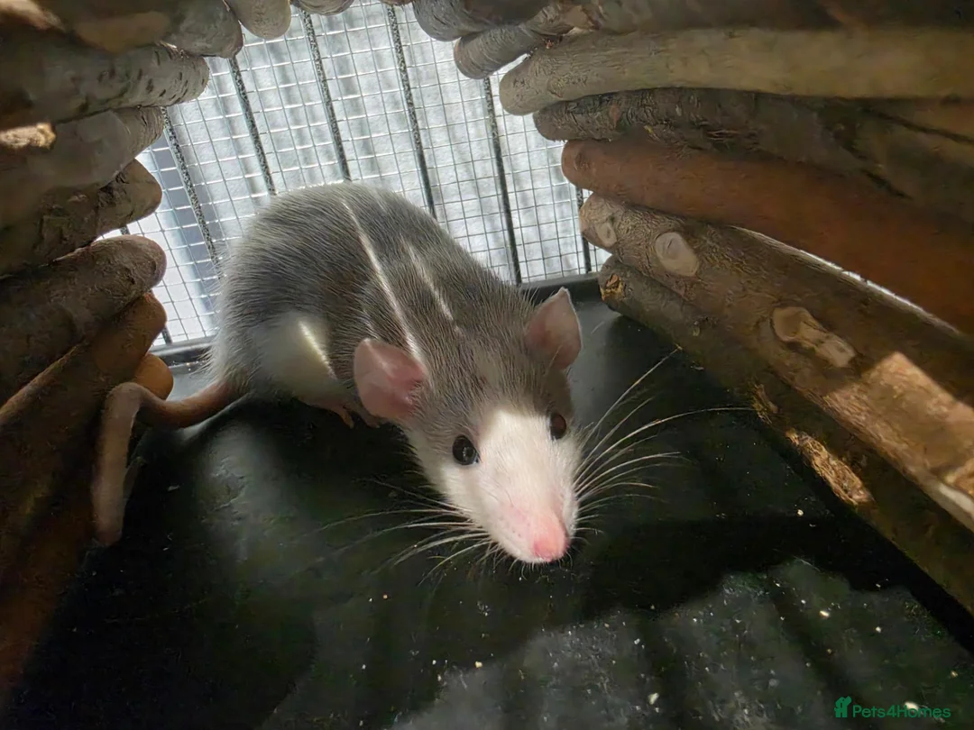 Rat rodents for sale: Female rats  in Huntingdon - Advert 2