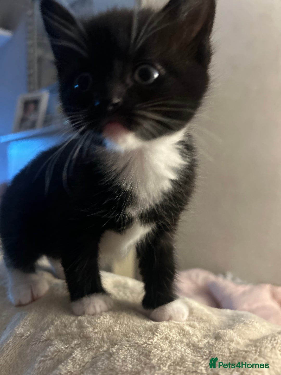 Mixed Breed cats for sale: Main coon x British short hair kittens  - Advert 5