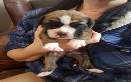 Boxer dogs for sale: 🌟KC REG BOBTAIL BOXER PUPS🌟 - Image 30