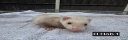 Ferret rodents for sale: Full, Semi & Half Angora Kits - Advert 19