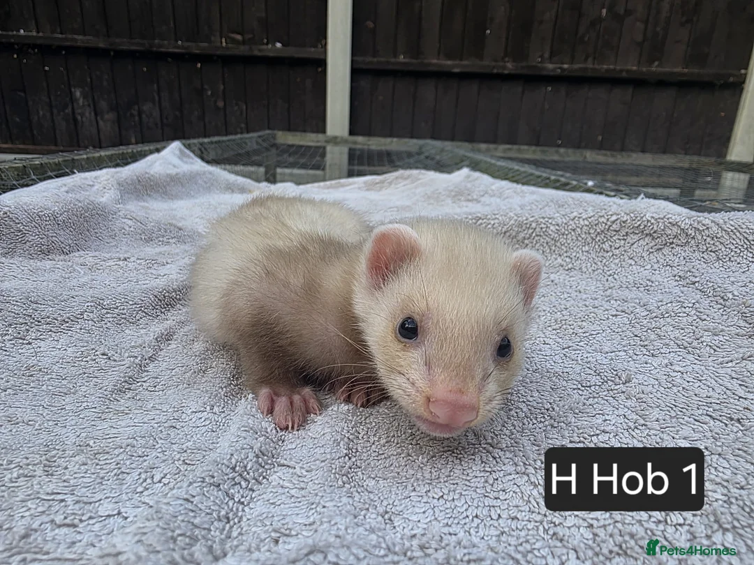 Ferret rodents for sale: Full, Semi & Half Angora Kits - Advert 19
