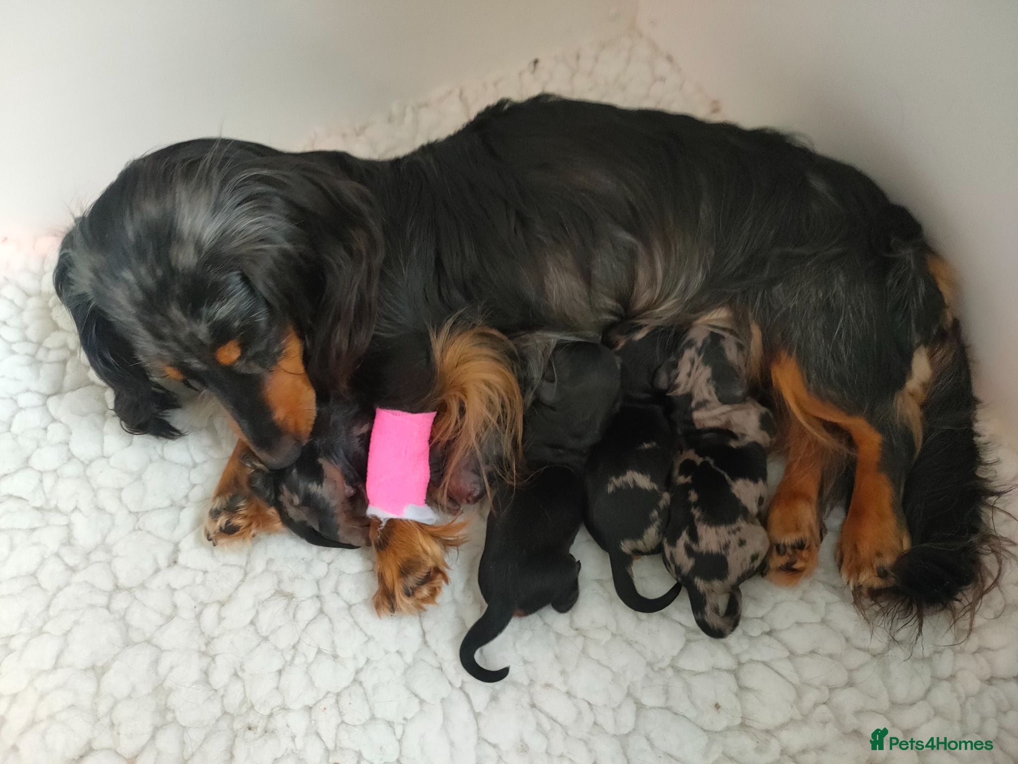 Miniature Dachshund dogs Beautiful litter of mini long coat Dachshunds  - Advert 1