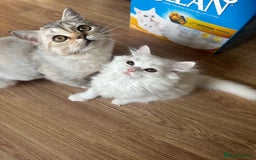 British Longhair cats for sale: Gorgeous British Longhair & Shorthair Kittens - Image 33