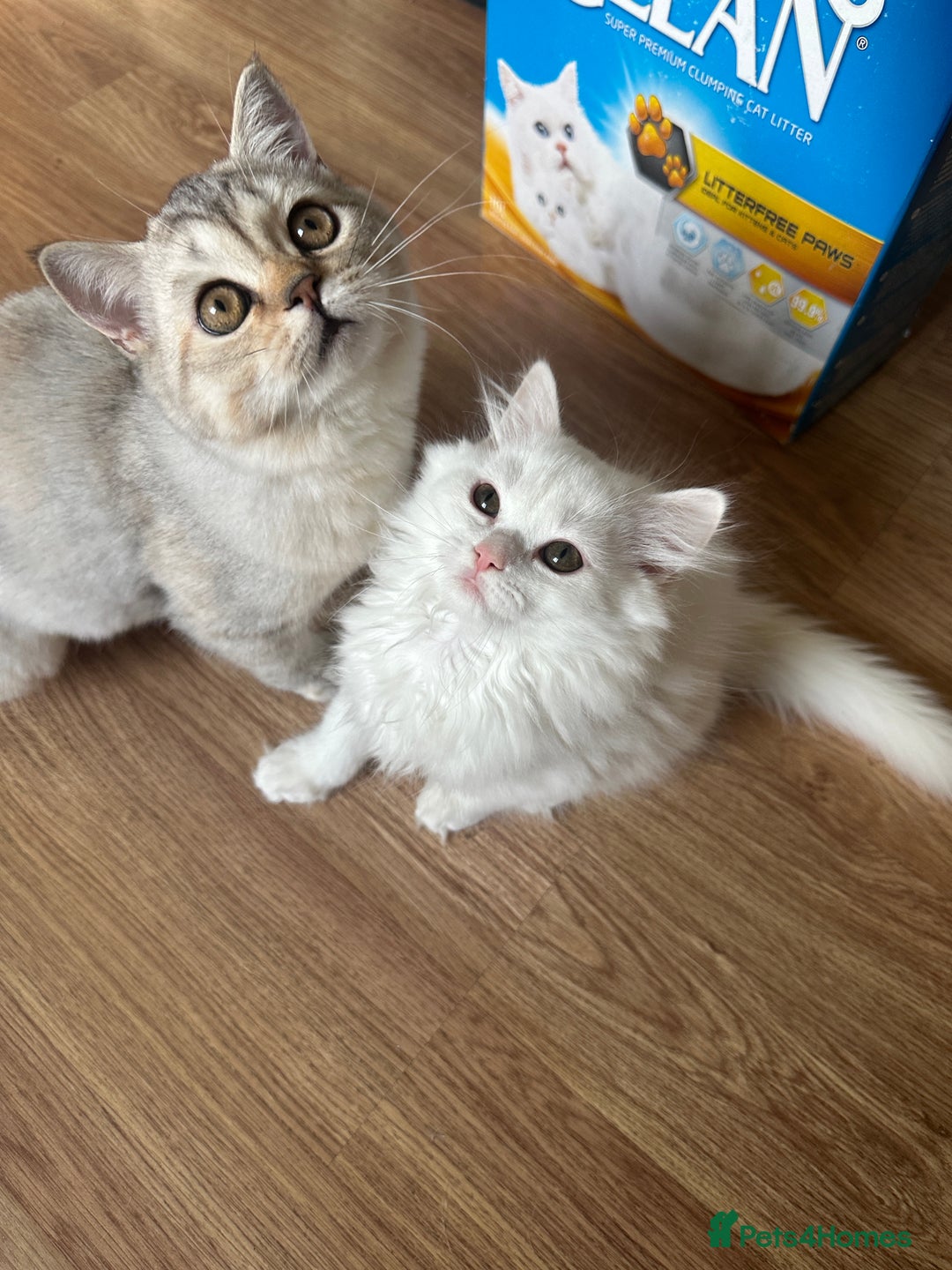 British Longhair cats for sale: Gorgeous British Longhair & Shorthair Kittens - Image 33