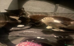 British Longhair cats for sale: 3 beautiful kittens  - Image 1