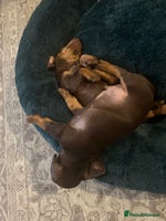 Miniature Dachshund dogs - Advert 15