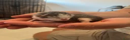 American Shorthair cats for sale: 4 kittens for sale  - Advert 9
