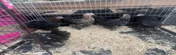 Mixed Breed livestock for sale: Point of lay Pekin hens for sale - read full first - Advert 15
