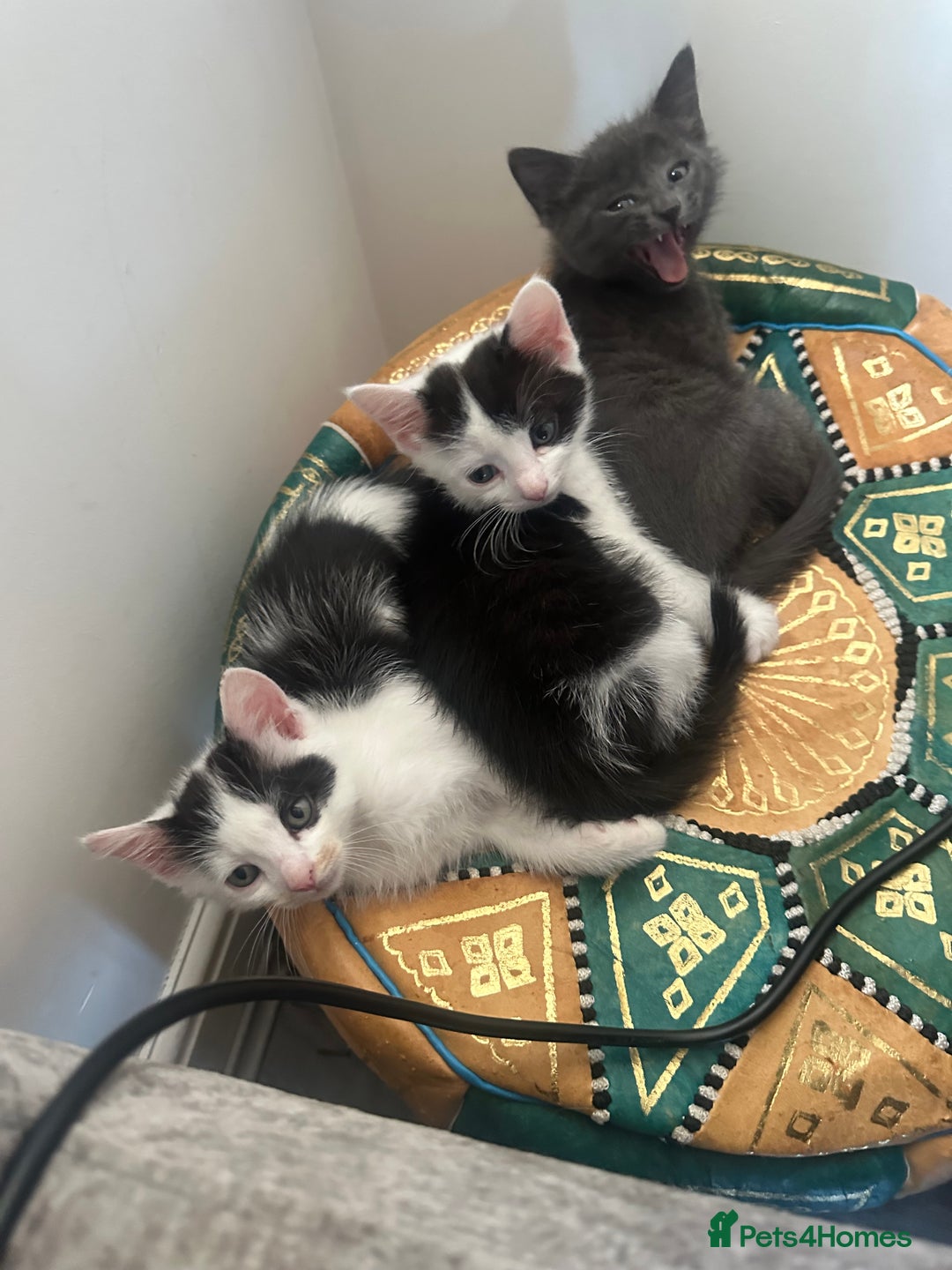 Ragdoll cats for sale: Male kittens  - Image 6