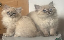 Ragdoll cats for sale: Champion bloodlines Ready for their loving homes - Image 3