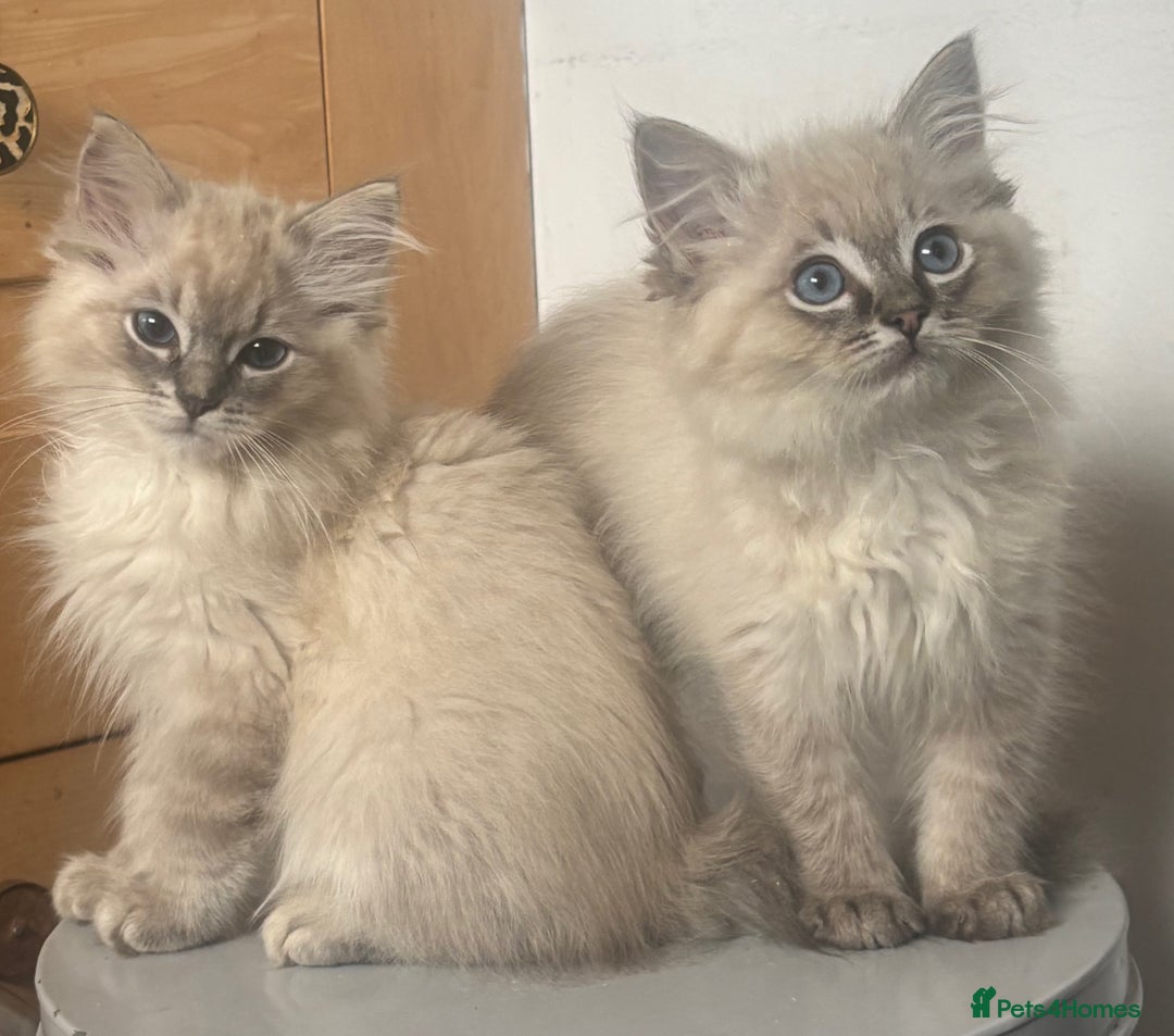 Ragdoll cats for sale: Champion bloodlines Ready for their loving homes - Image 3