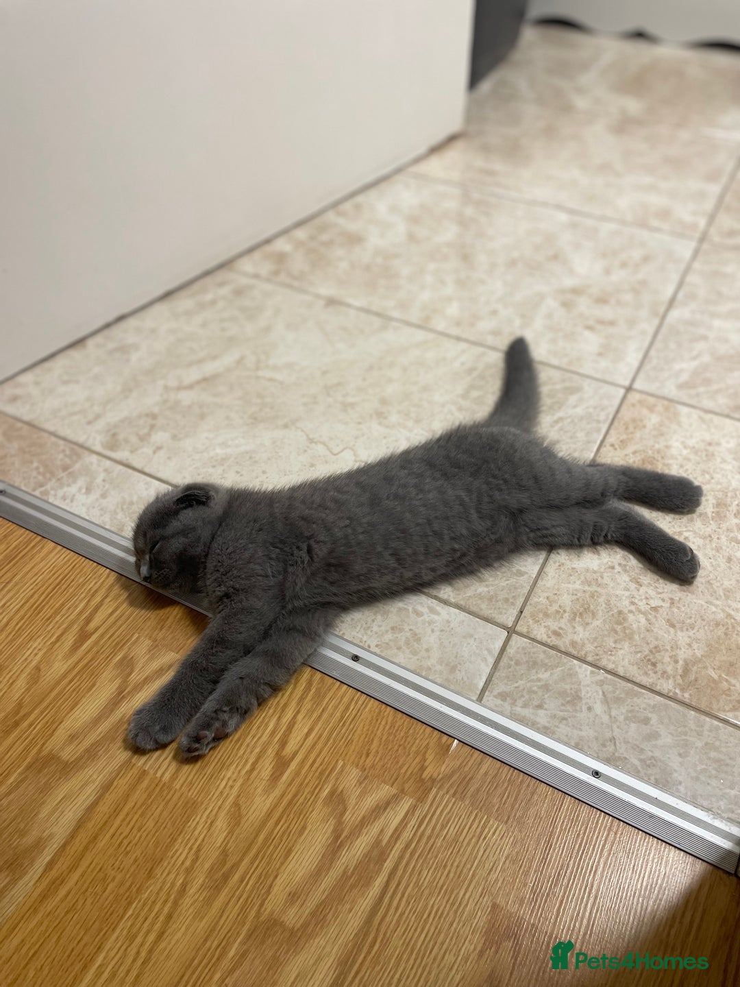 Scottish Fold cats for sale: PURE BREED SCOTTISH FOLD KITTENS 🐾 in Twickenham - Image 25