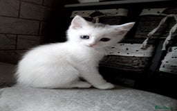 Scottish Fold cats for sale: ready to leave!!two cutie Scottish fold girls  - Image 4