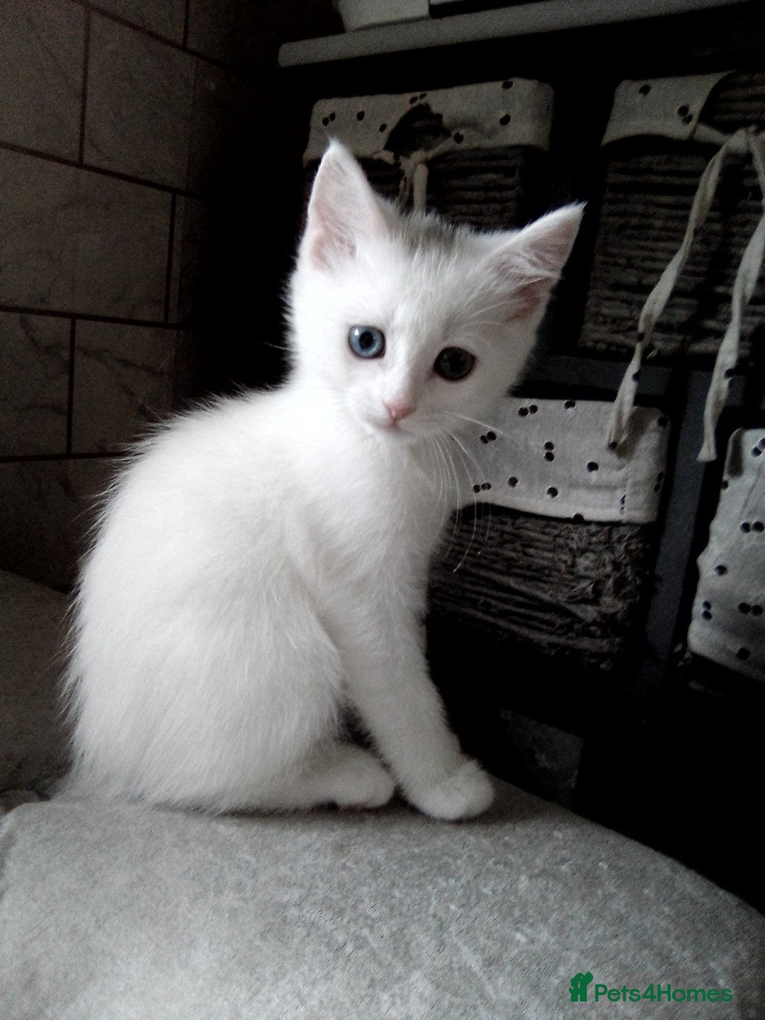 Scottish Fold cats for sale: ready to leave!!two cutie Scottish fold girls  - Image 4