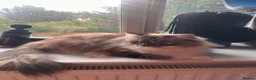 Ragdoll cats for sale: Ragdoll Lynx  in South Croydon - Advert 4