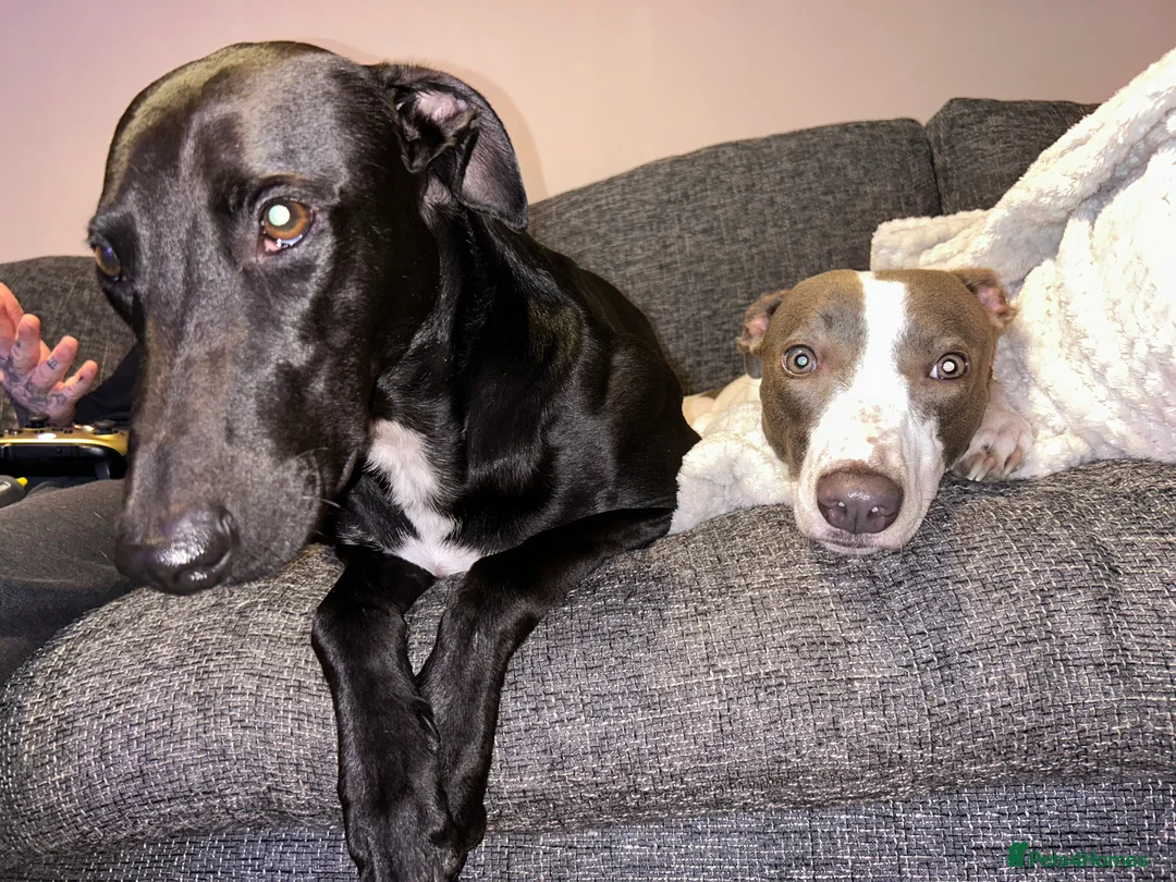 Mixed Breed dogs for sale: Bull Greyhounds (Lurchers) - Advert 13