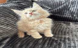 Maine Coon cats for sale: Maine coon kittens -2 boys and 1 girls left - Image 3