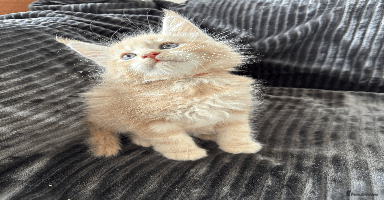 Maine Coon cats - Advert 7