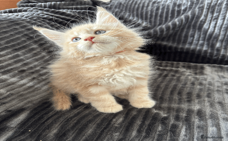Maine Coon cats - Advert 2