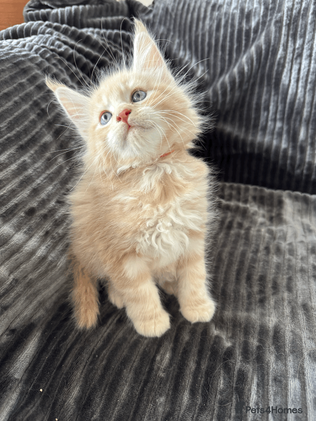 Maine Coon cats for sale: Maine coon kittens -2 boys and 1 girls left - Image 3