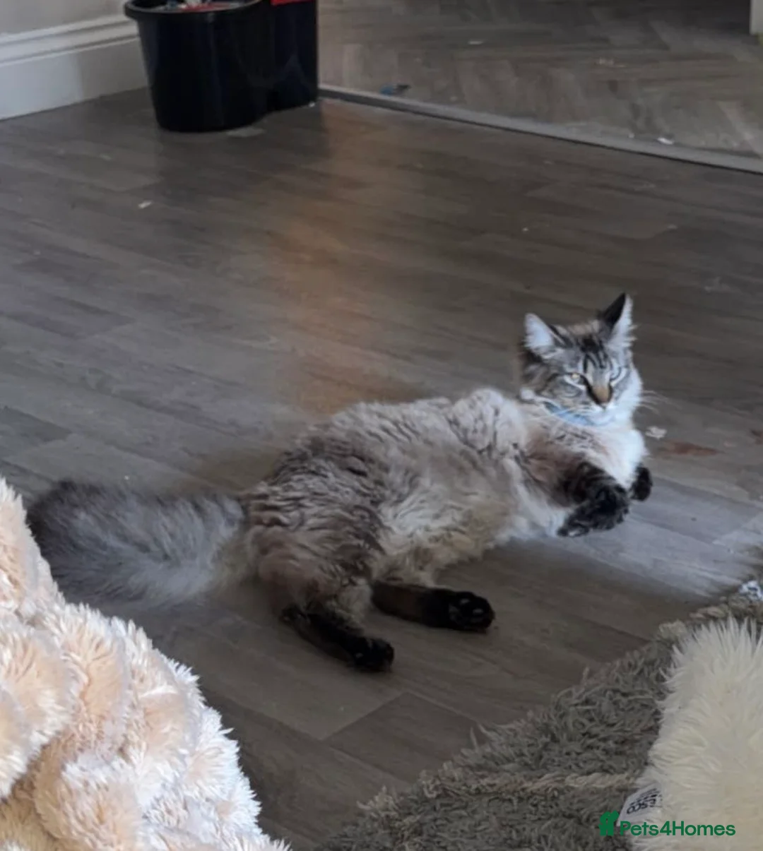 Siamese cats for sale: 1 year old cat - Advert 2