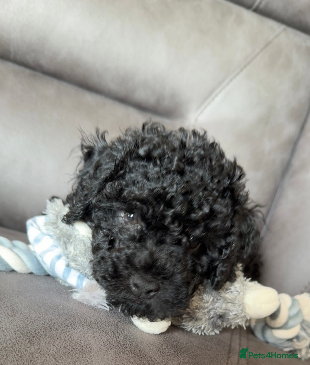 Miniature Poodle dogs for sale: Miniature poodle  - Advert 3