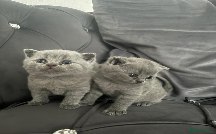 British Shorthair cats - Advert 7