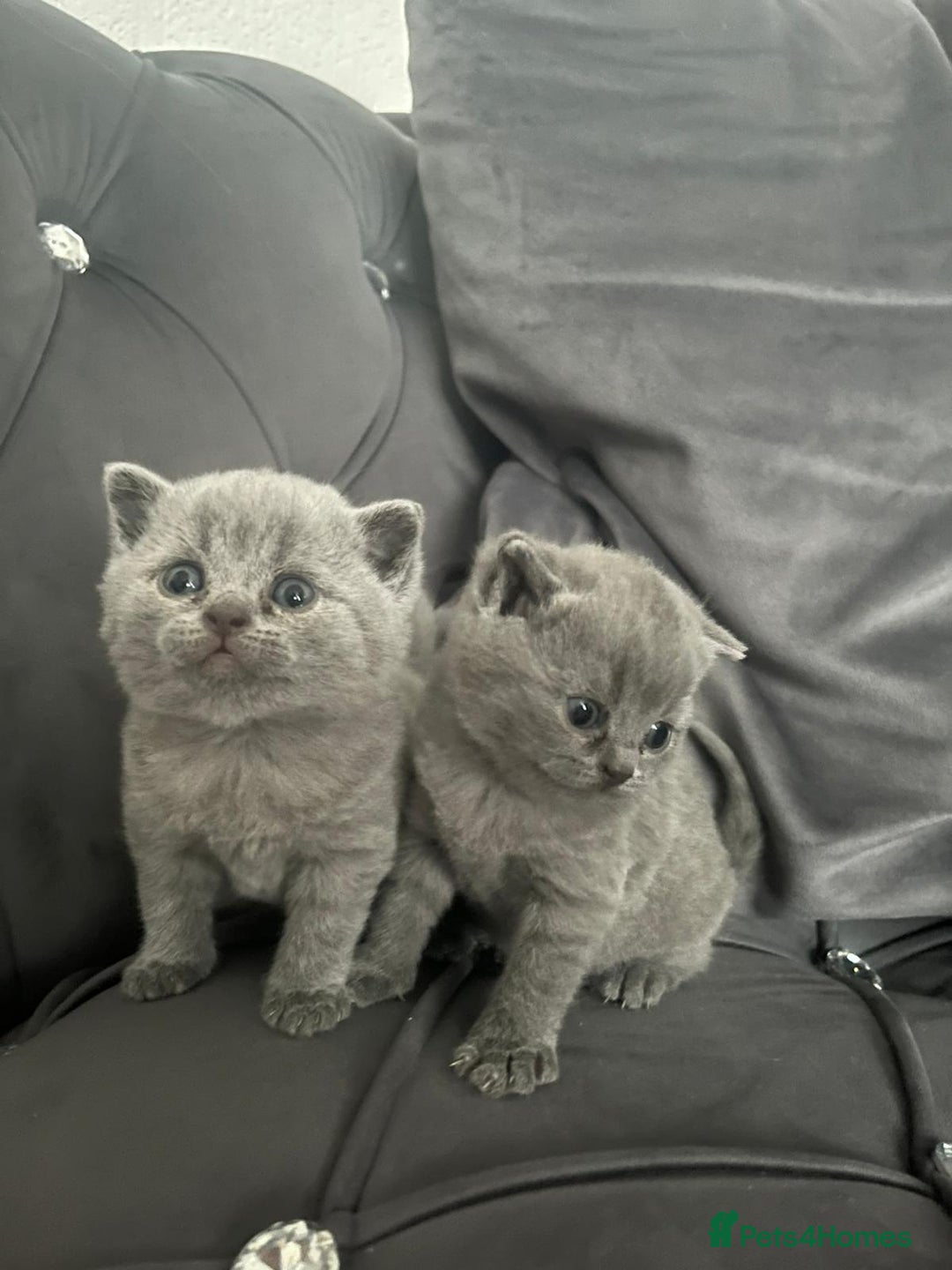 British Shorthair cats for sale: British short hair boys - Image 1