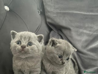 British Shorthair cats - Advert 11