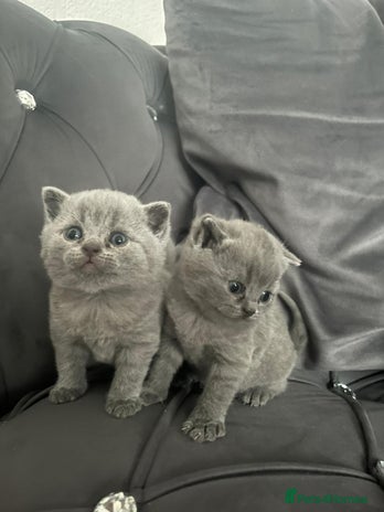 British Shorthair cats - Advert 8