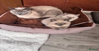 British Shorthair cats - Advert 7