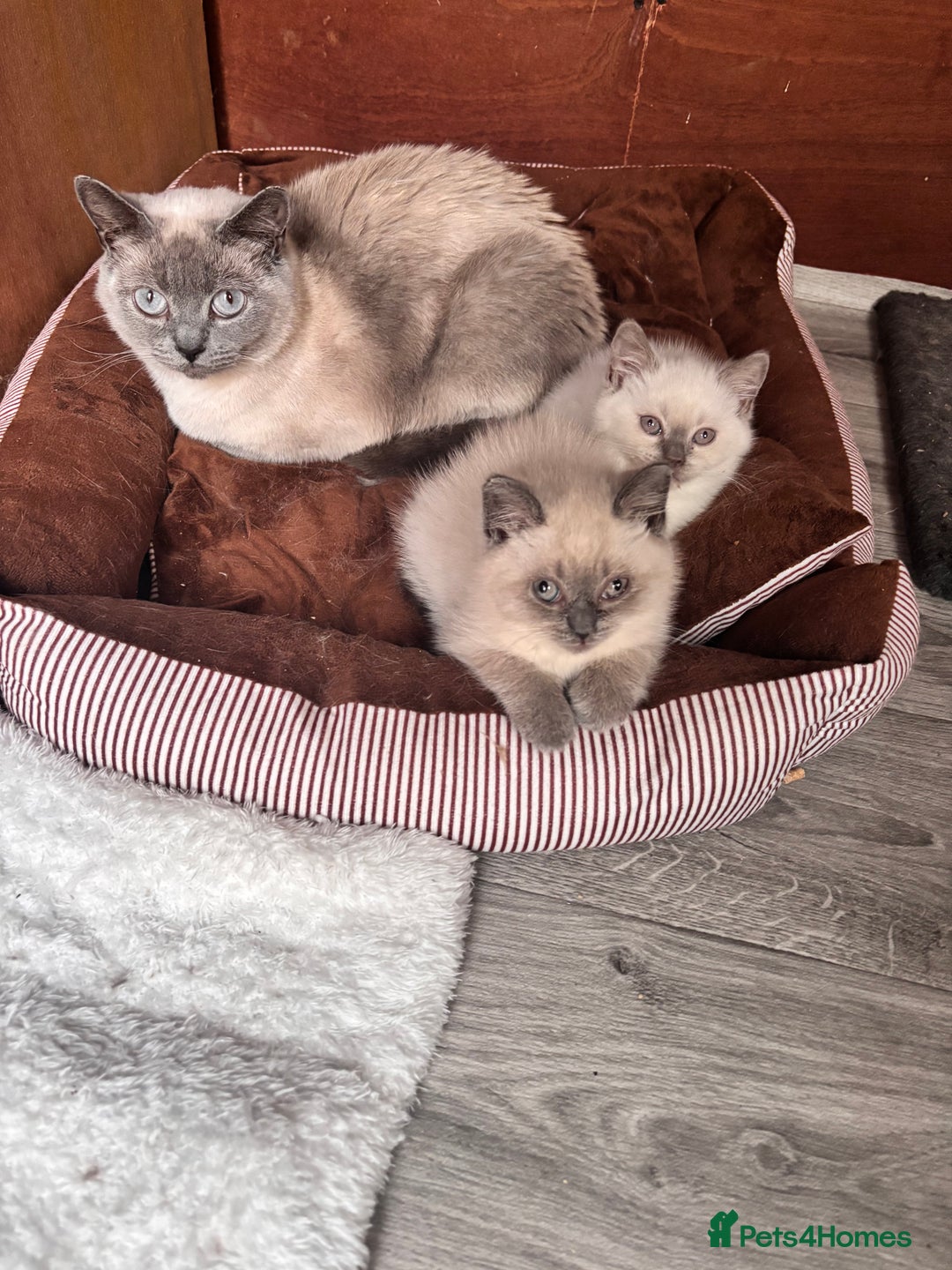 British Shorthair cats for sale: British shorthair GGCF Blue colourpoint kittens  - Image 3
