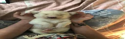 Mixed Breed dogs for sale: 1 beautiful boys left from litter of 6 - Advert 8