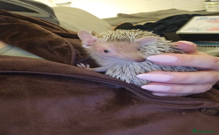 Pygmy Hedgehog rodents - Advert 4